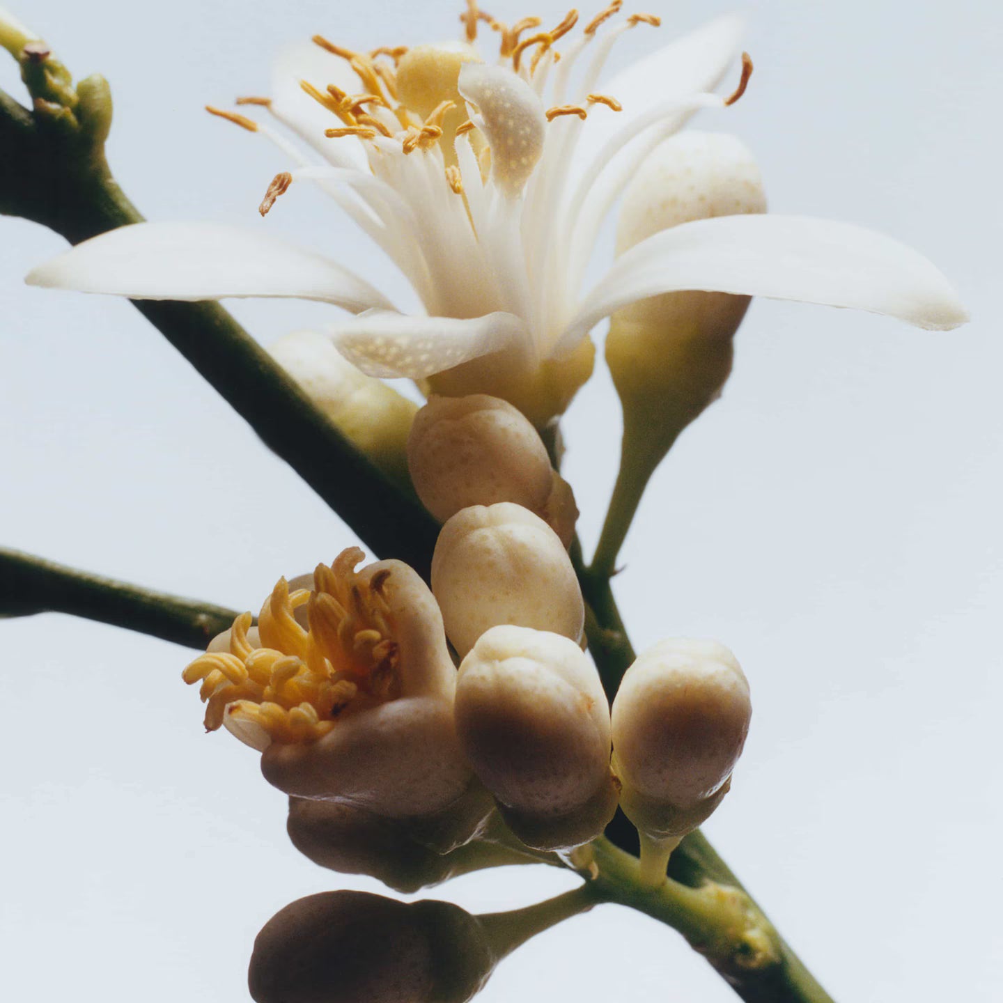 Jo Malone 200g-Orange blossom
